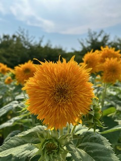 8月７日、立秋を迎えました